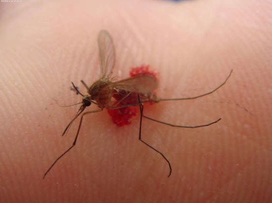 蚊子,防蚊,灭蚊药,郁康,  你还敢拍正在吸你血的蚊子吗