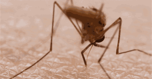秋天的蚊子为什么格外毒？